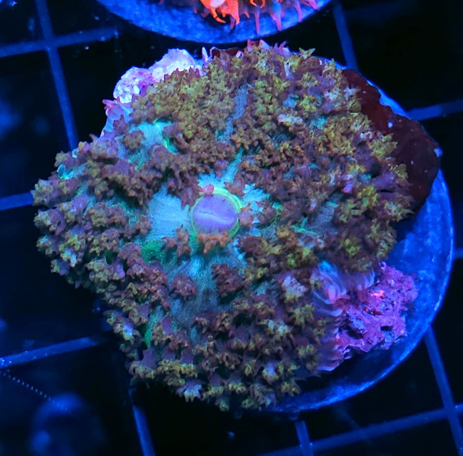 Bermuda Dreams St Thomas Mushroom