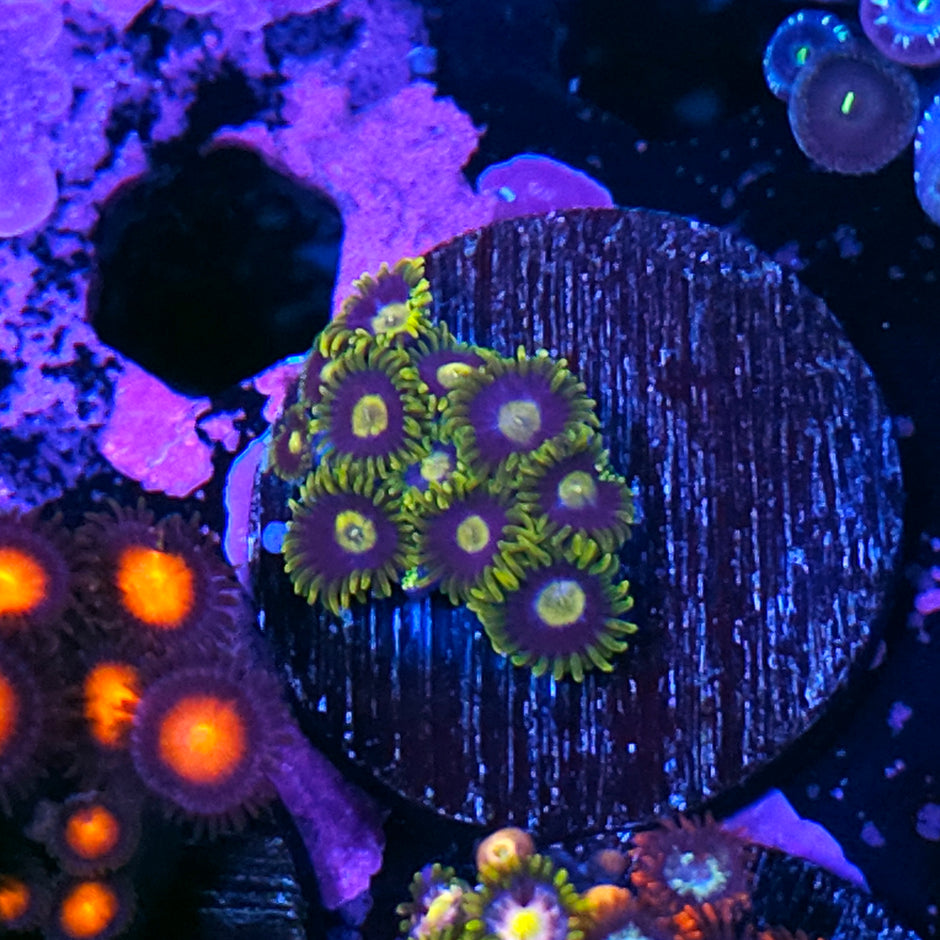 Hawk Eye Zoas