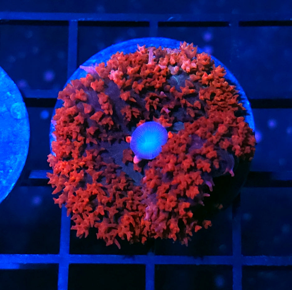 Superman St Thomas Mushroom