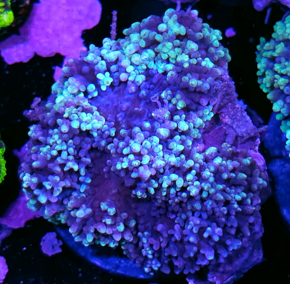 Aladdins Carpet Bounce Mushroom