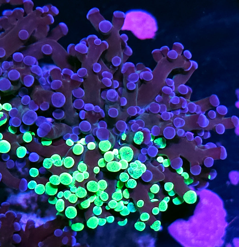 Holy Moly Grafted Frogspawn RARE