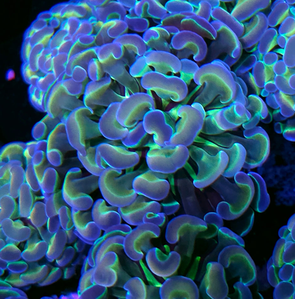 Rainbow Hologram Branching Hammer