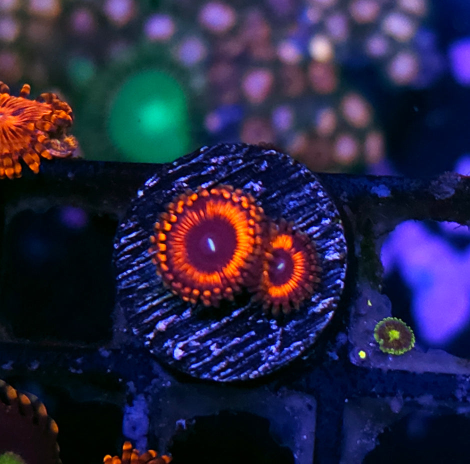 Demonica Zoas