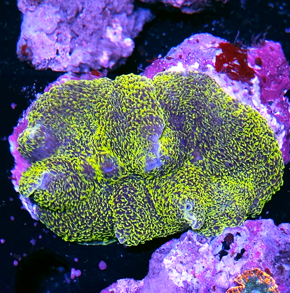 6" Crazy Golden Green Rhodactis Mussoides