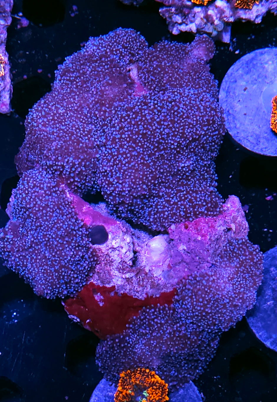 Blue Shag Carpet Mushroom Colony