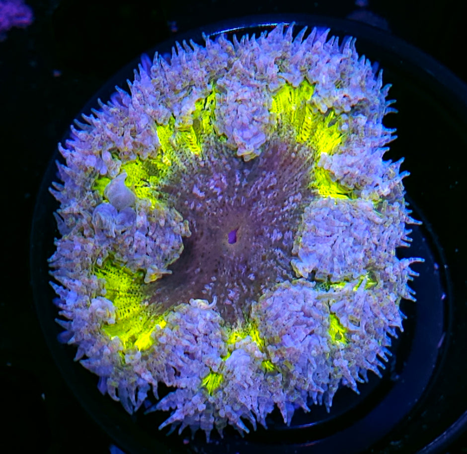 Yellow Splatter Flower Anemone
