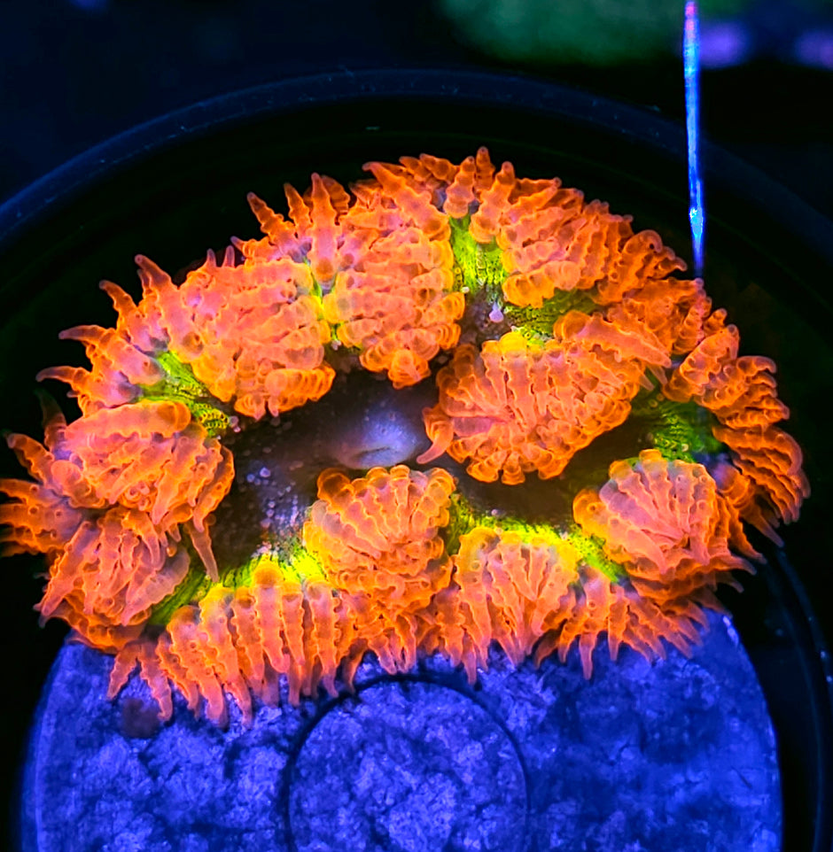 🌼🔥The Florist Flower Anemone🔥🌼