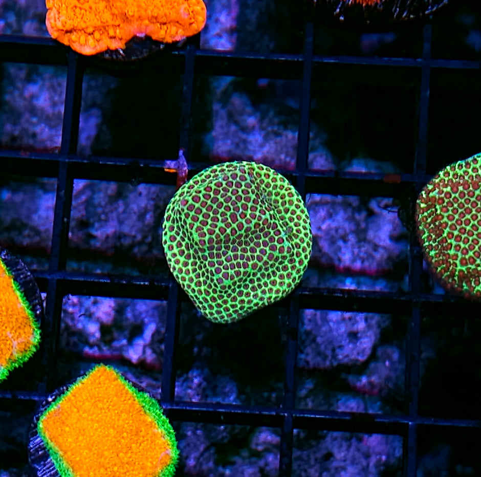 Seasons Greetings Montipora