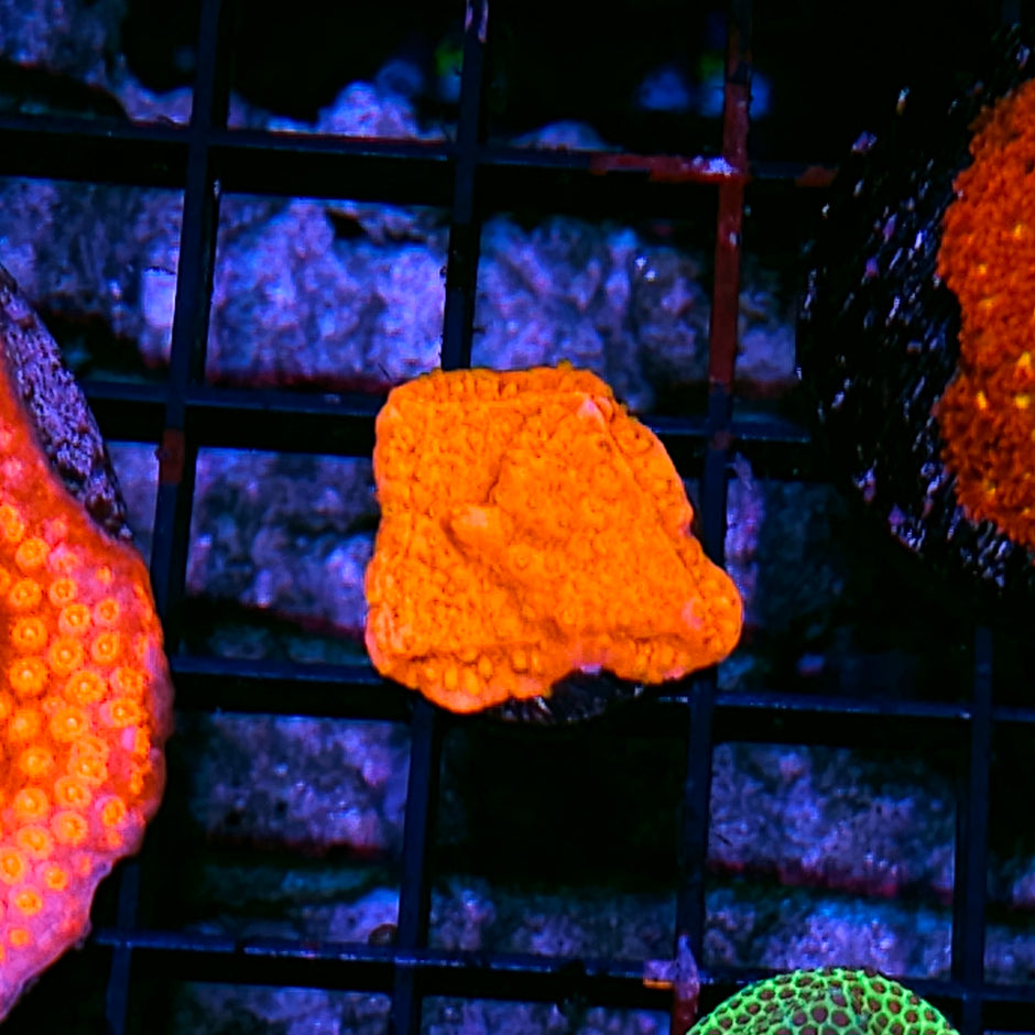 Sunburst Montipora