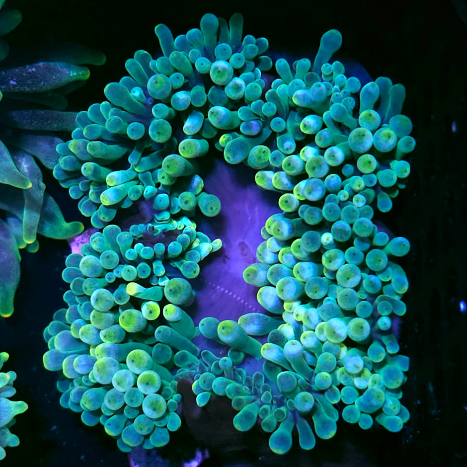 Bad Ass Bubble Tip Anemone