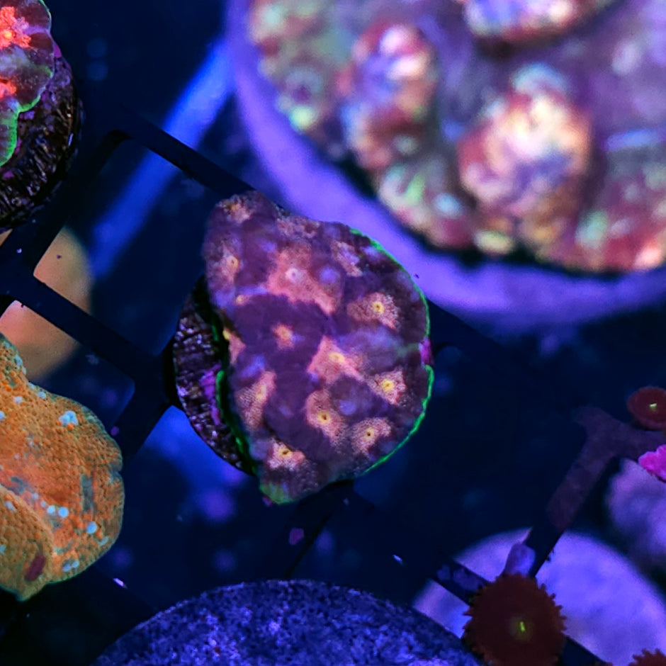 HF Bejeweled Favia
