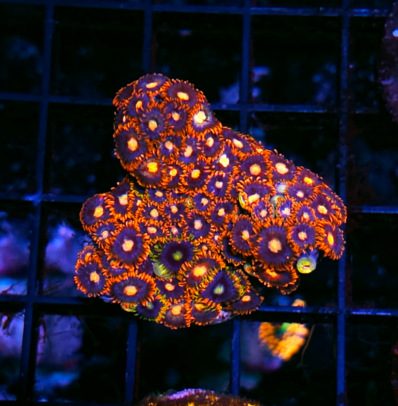Heat Lamp Zoas Hellfire Frags Heat Lamp Zoas Hellfire Frags