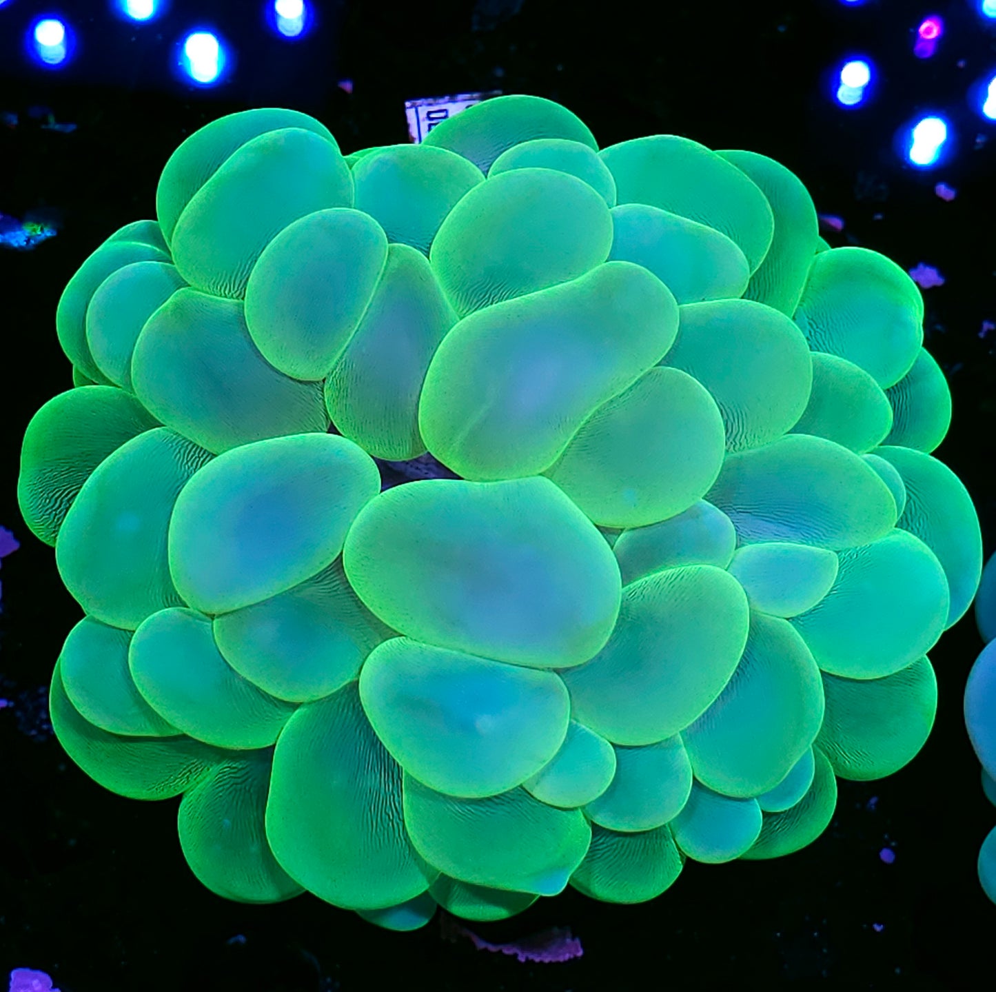 Toxic Bubble Coral