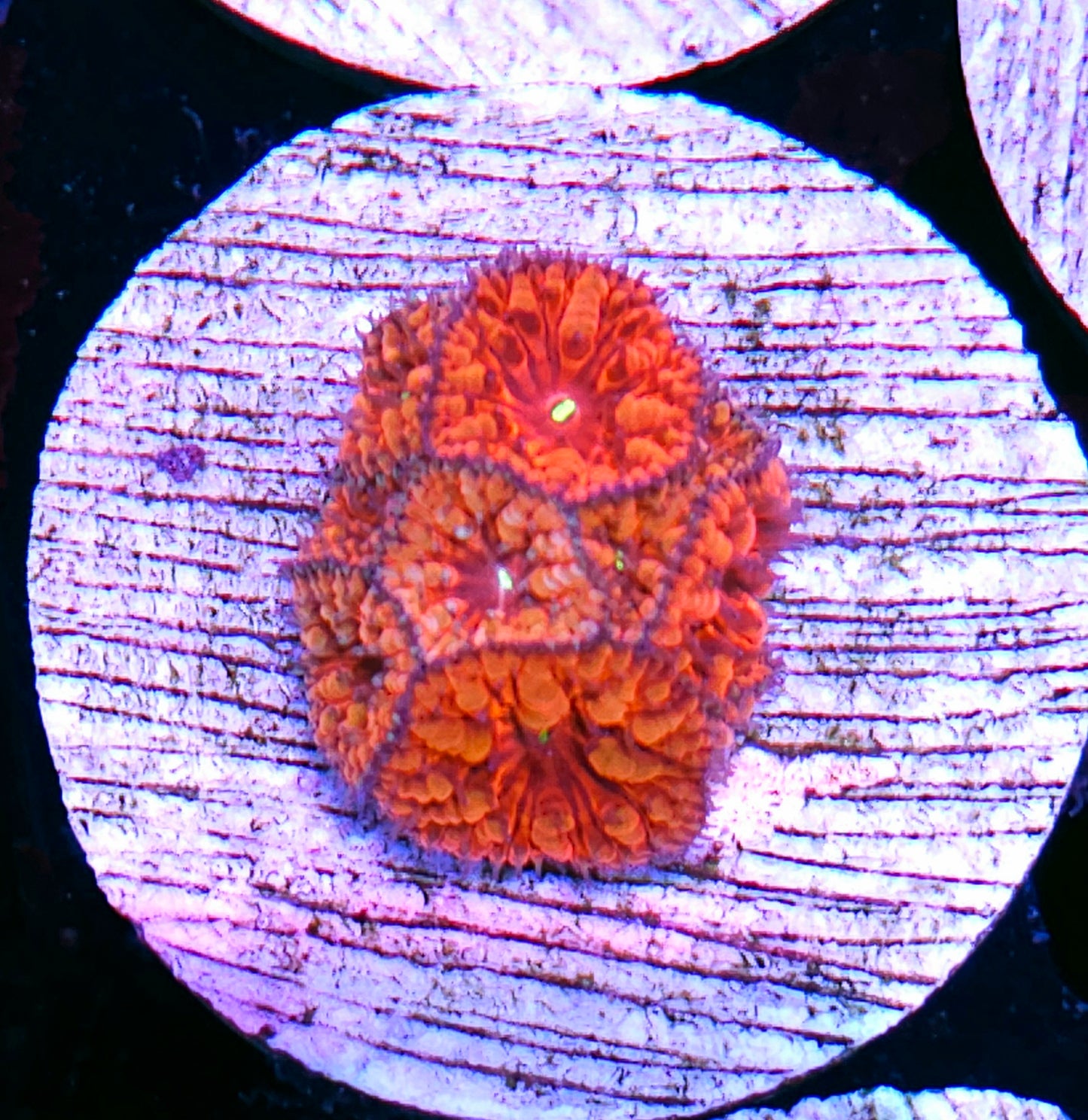 Cherry Bomb Indonesian Blasto Colony