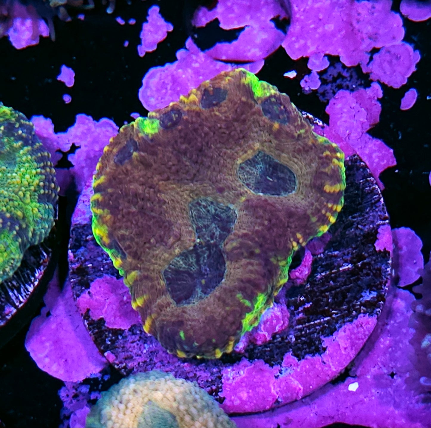 Stained Glass Acan Echinata