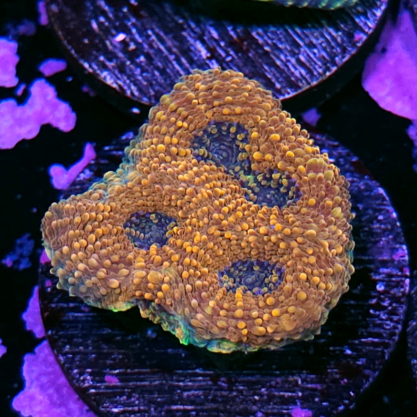 Golden Dragon Acan Echinata