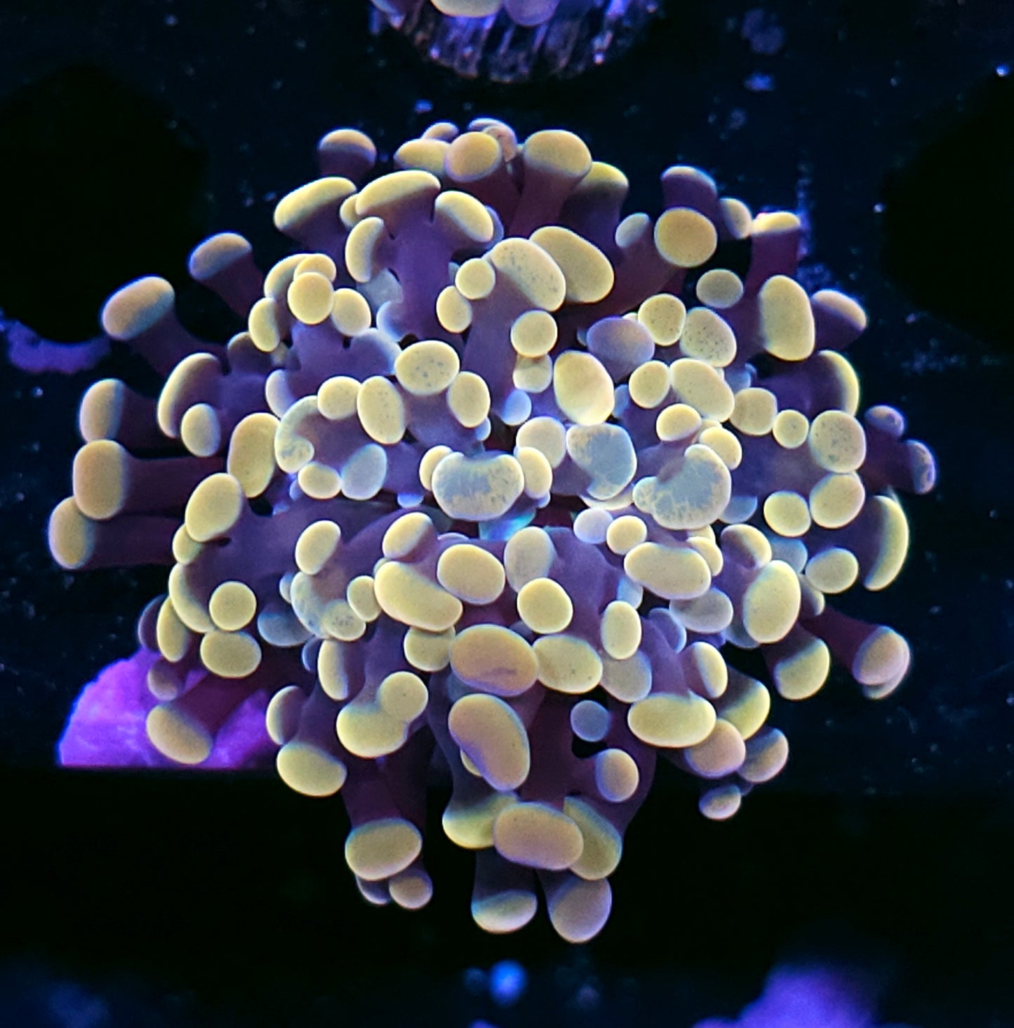 Golden Ticket Froghammer Hybrid