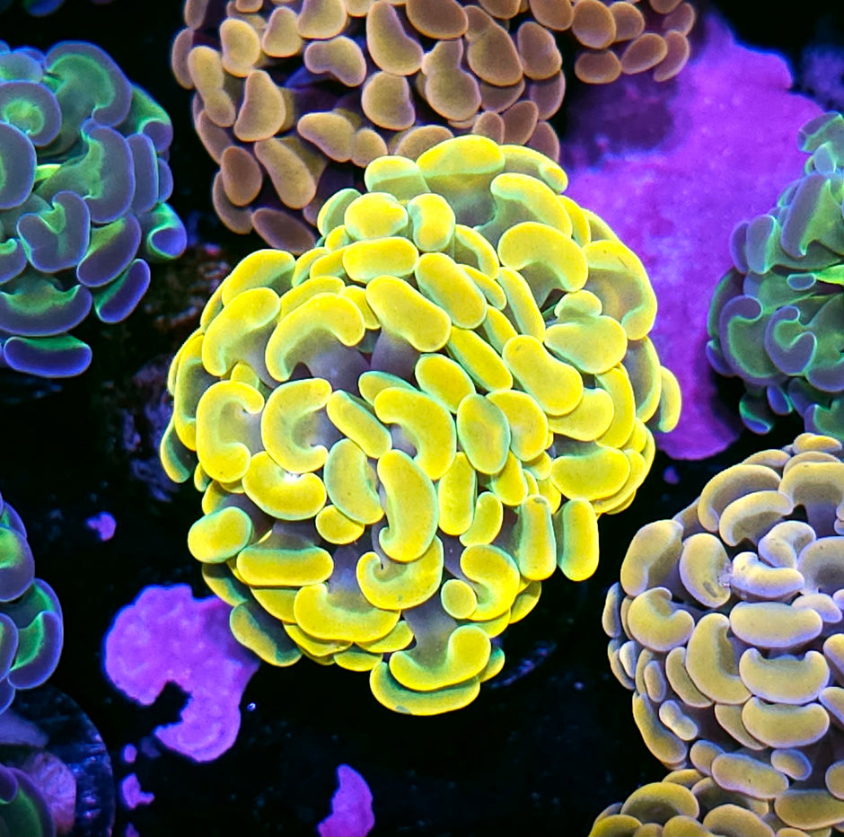 Viking Gold Branching Hammer