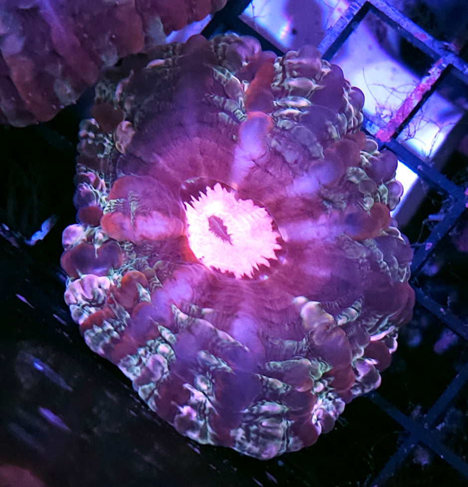 Sexy Indophyllia