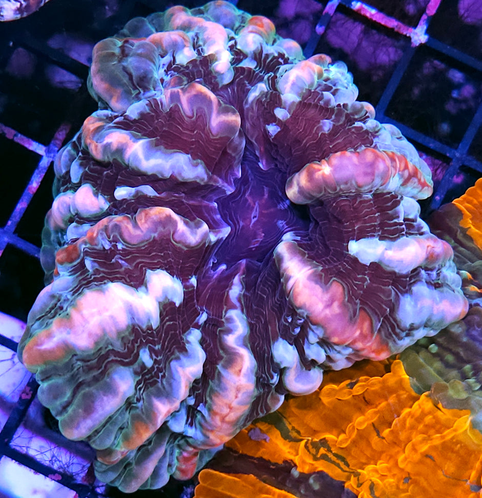 Devils Lips Indophyllia