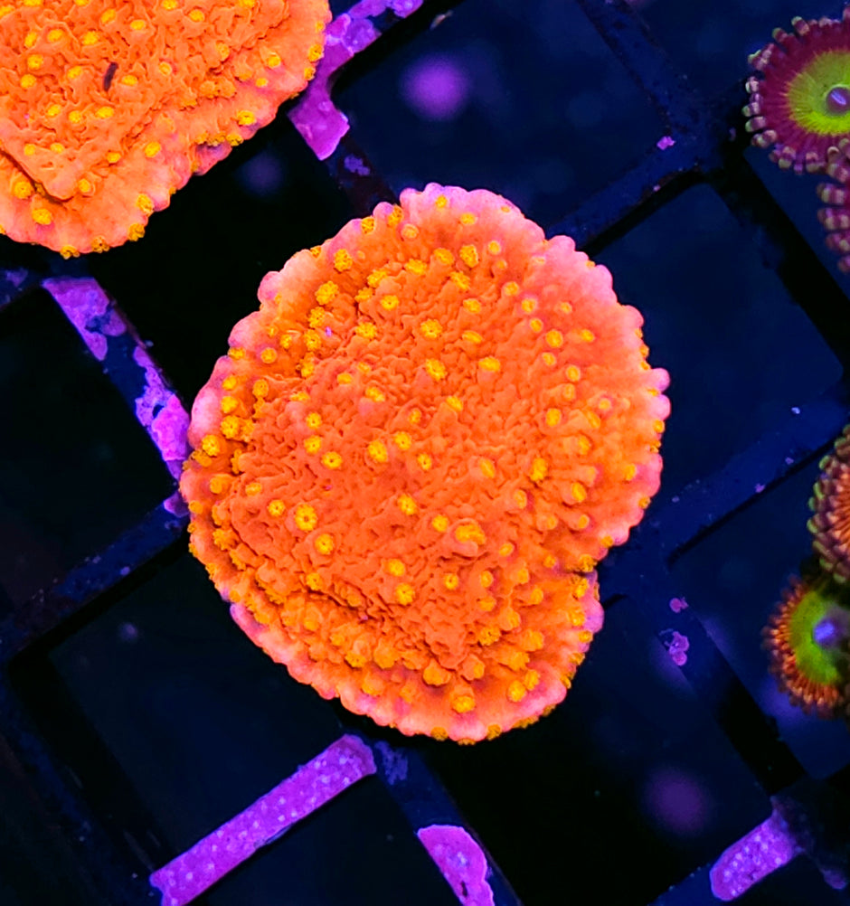 Sunburst Montipora