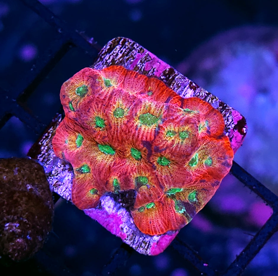 JF Dayglo Favites