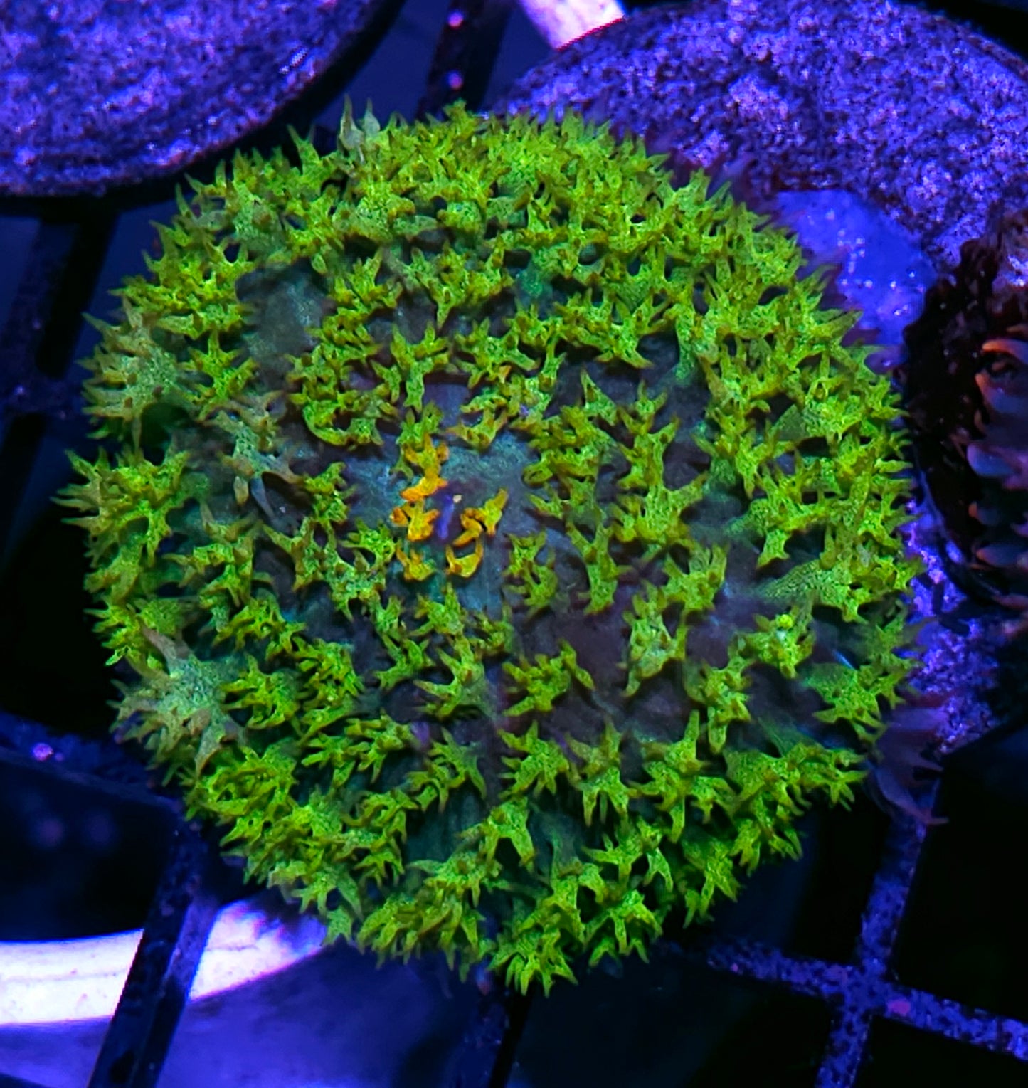Rainbow Center Lemongrass St Thomas Mushroom