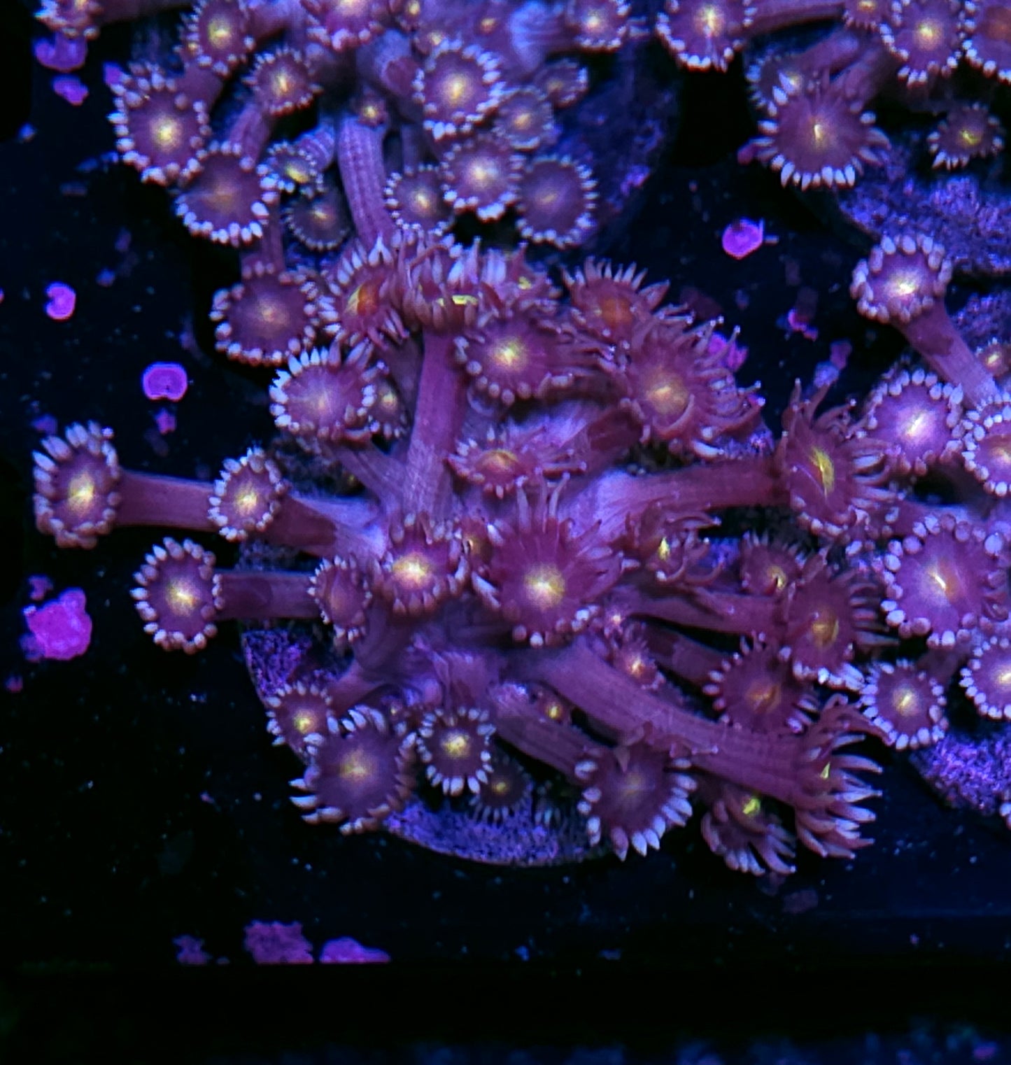 Stargazer Goniopora