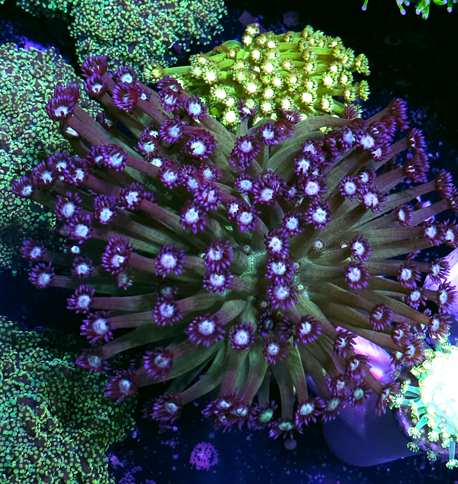 XL Dream Catcher Goniopora Colony