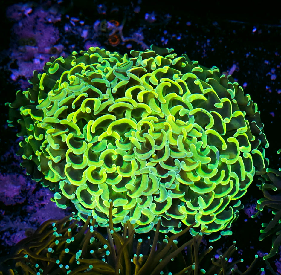 Holy Grail Wall Hammer
