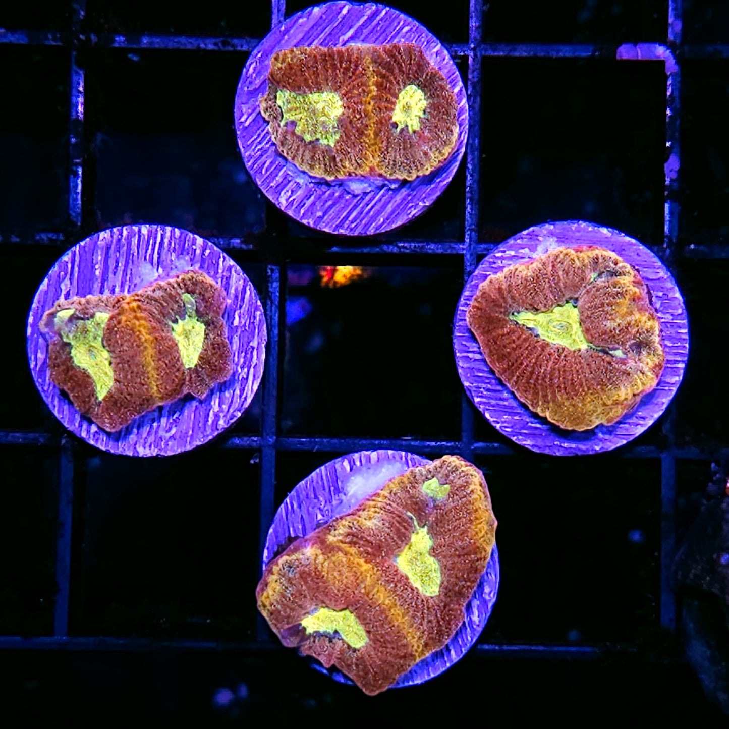 Rare Devils Blowtorch Favia NOT WYSIWYG