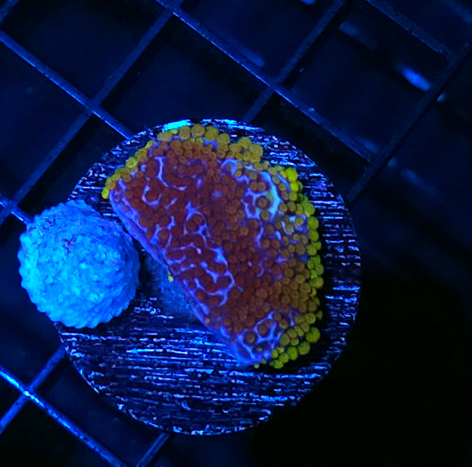 Berry Surprise Montipora