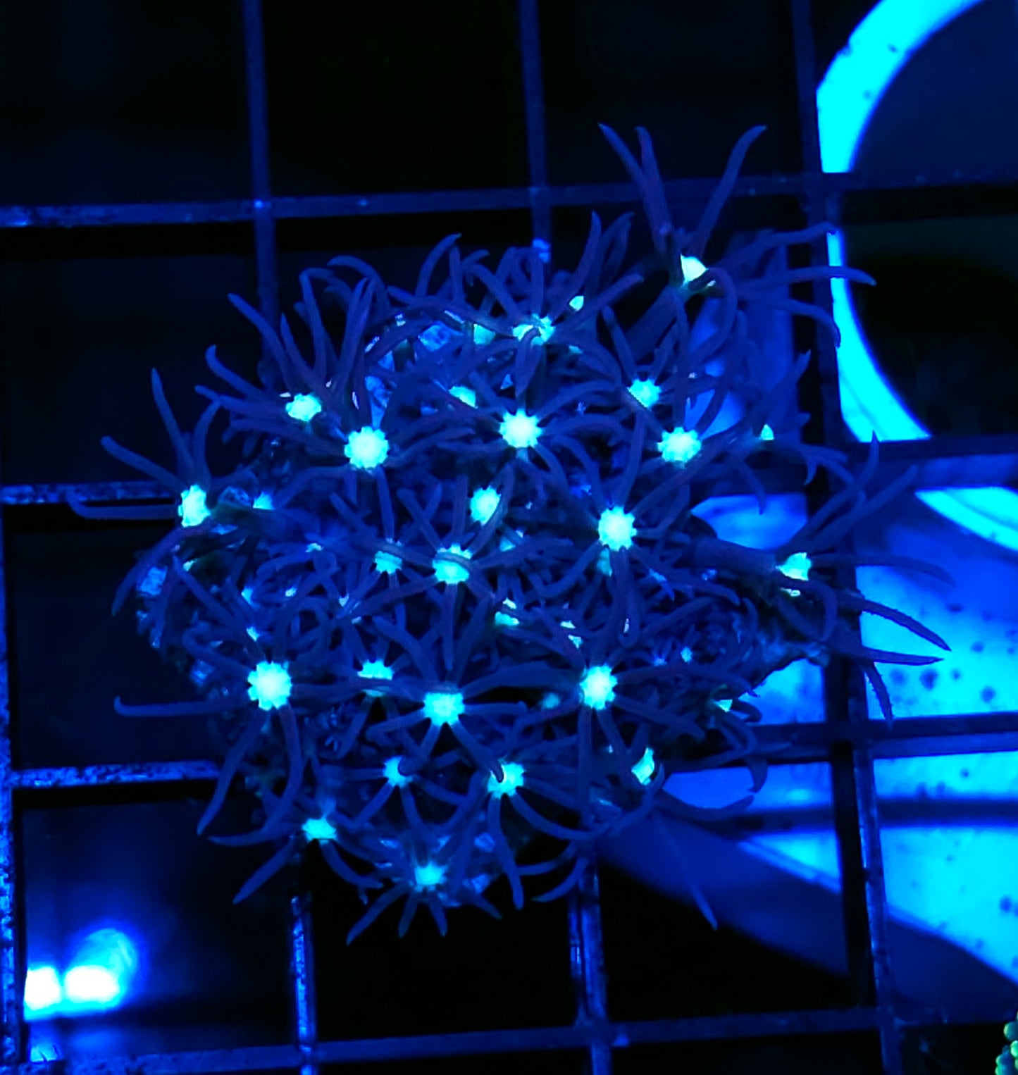 Alien Eye GSP
