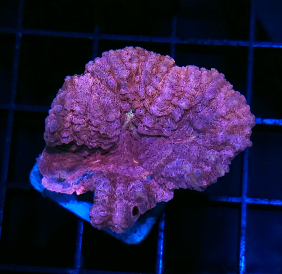 Barbie Pink Lobophyllia
