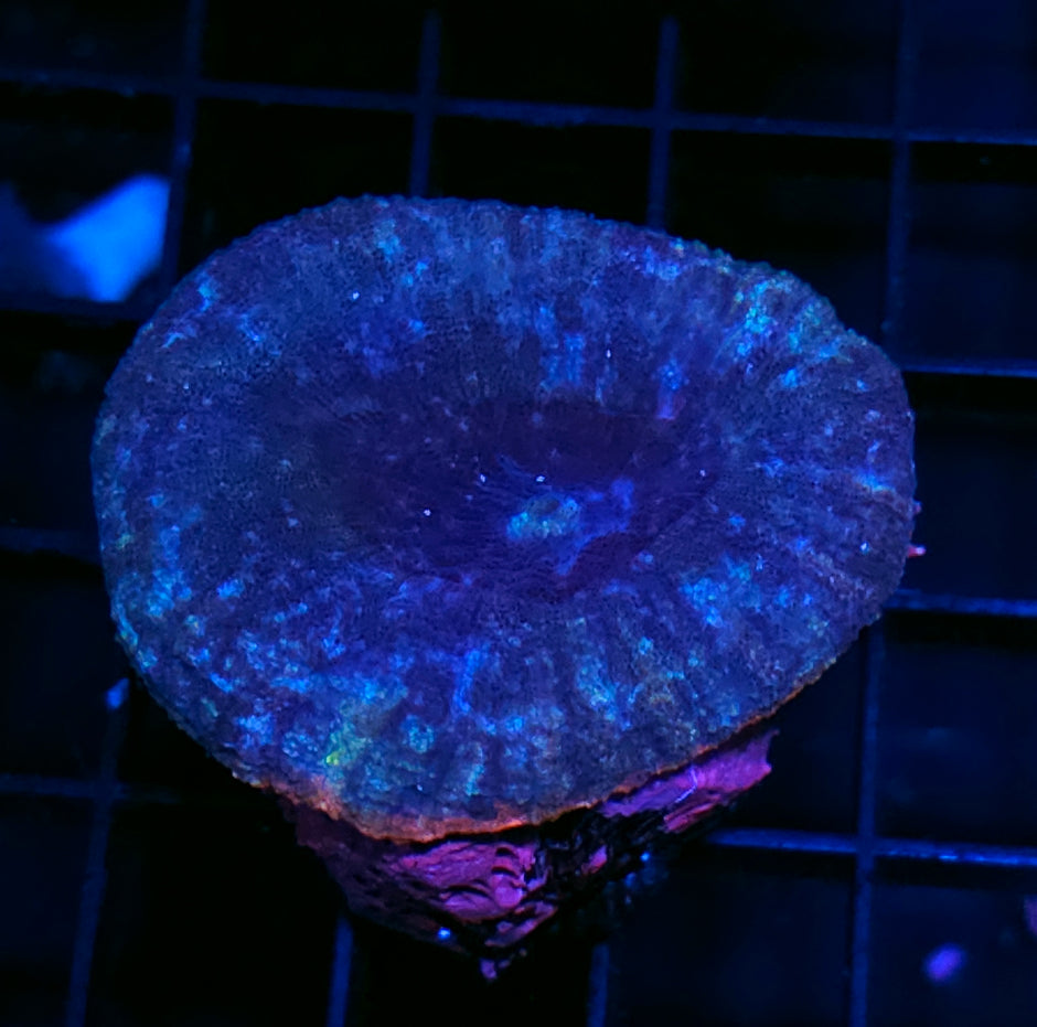 Blue Meanie Lobophyllia