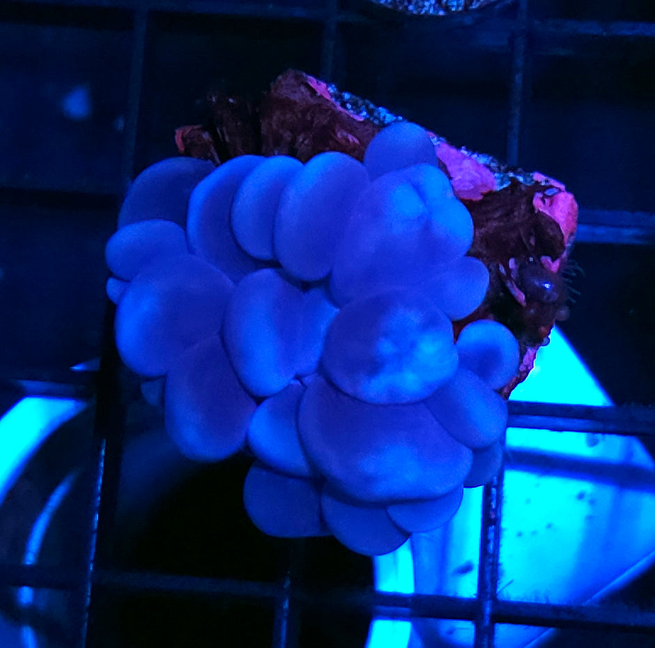Blue Bubble Coral