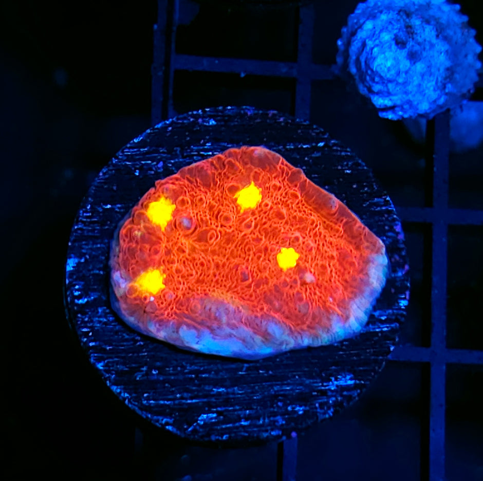 Blue Rim Heart Throb Chalice