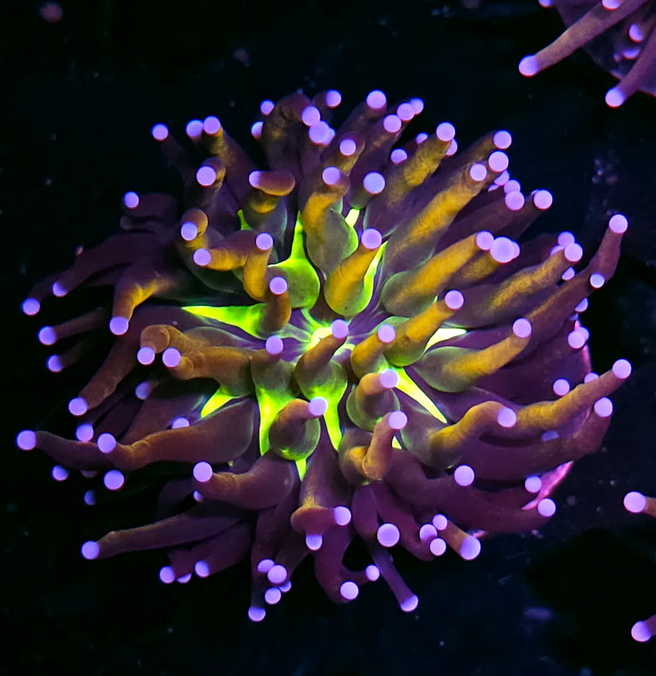 Doorbuster HF Tigernana Tiger Banana Torch - NOT WYSIWYG Our Pick GUARANTEED BAD ASS