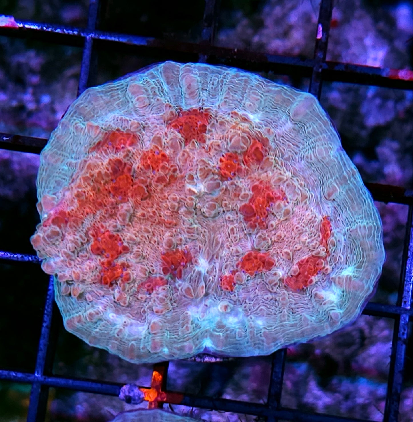 HF Night of the Living Dead Chalice Colony