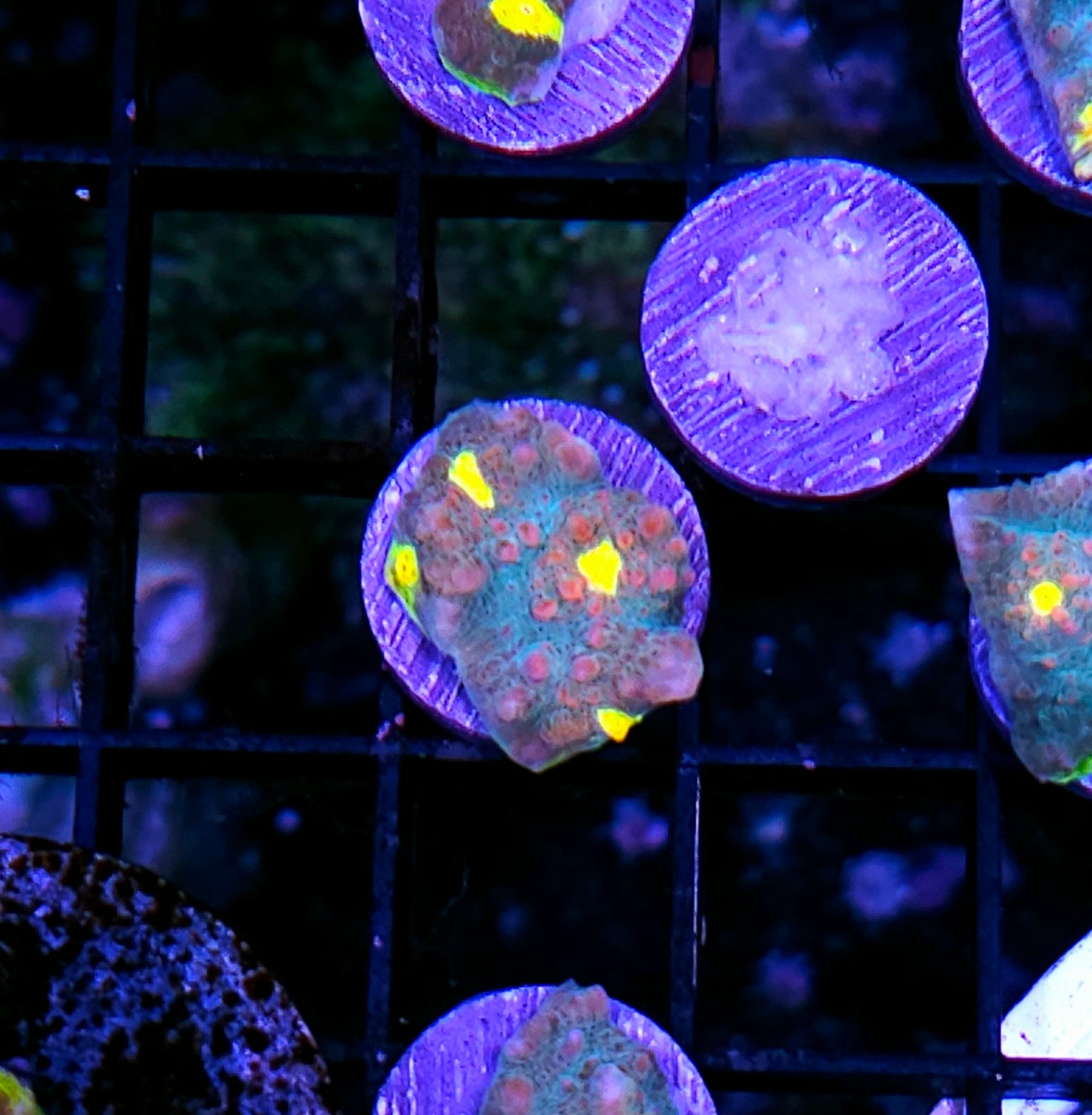 HF Candyland Chalice