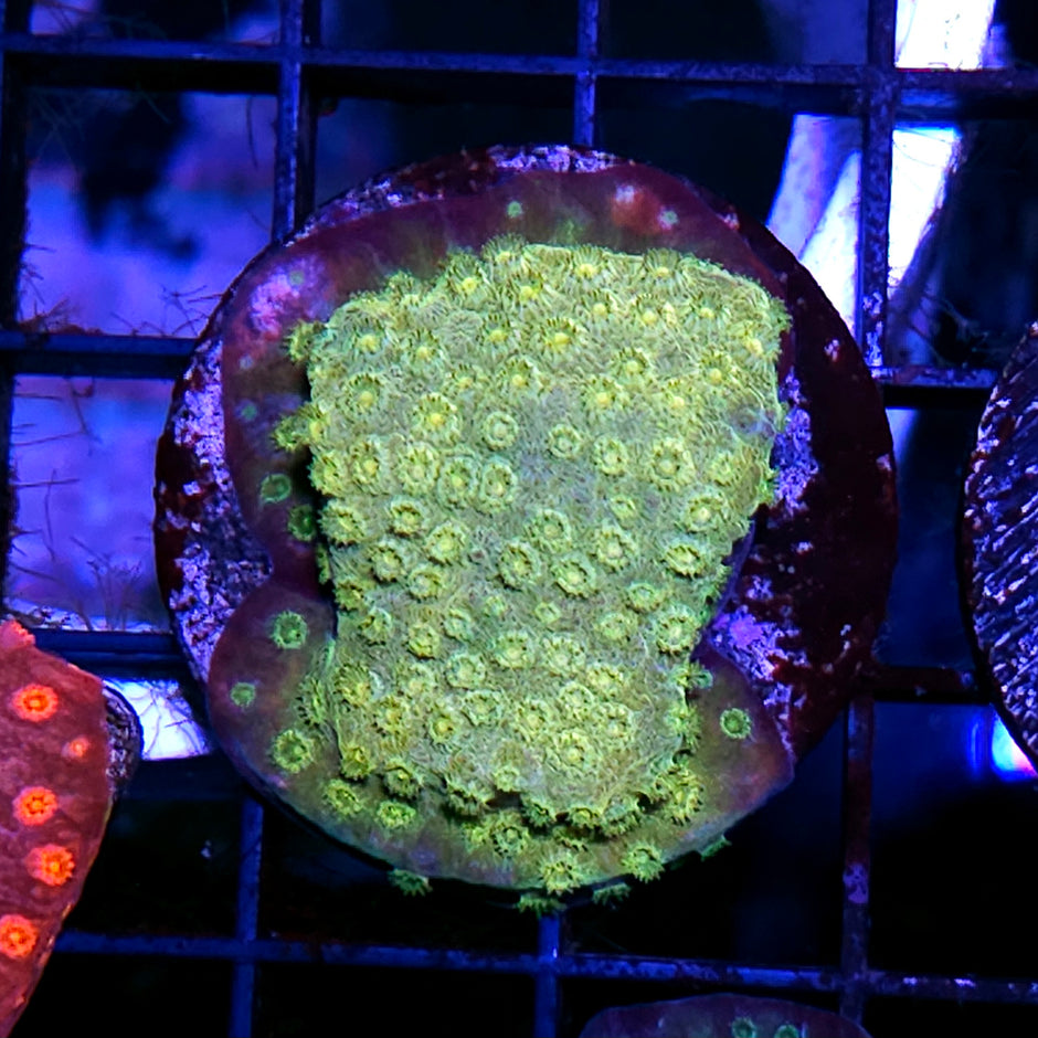 Goldn Fever Cyphastrea