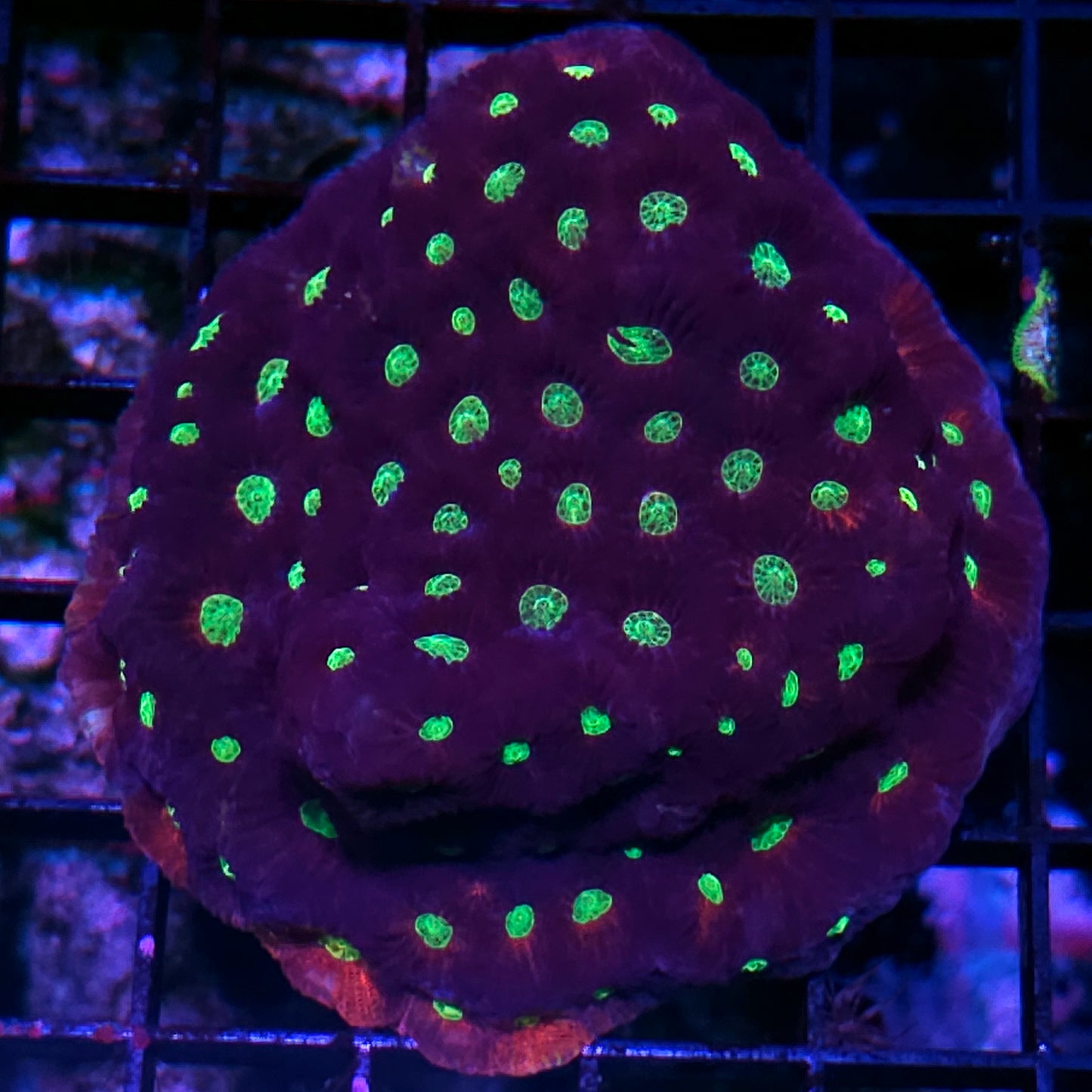 4" Blood Moon Red Rim Purple Favites Colony