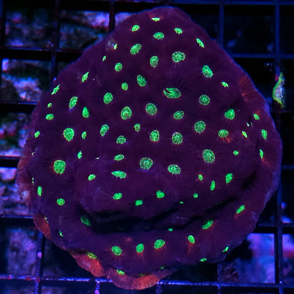 4" Blood Moon Red Rim Purple Favites Colony