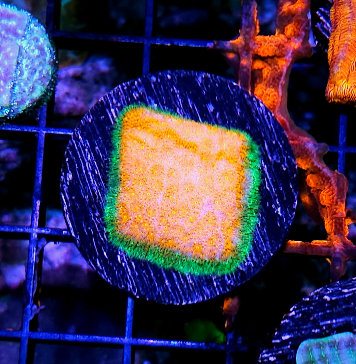 Watermelon Psammacora