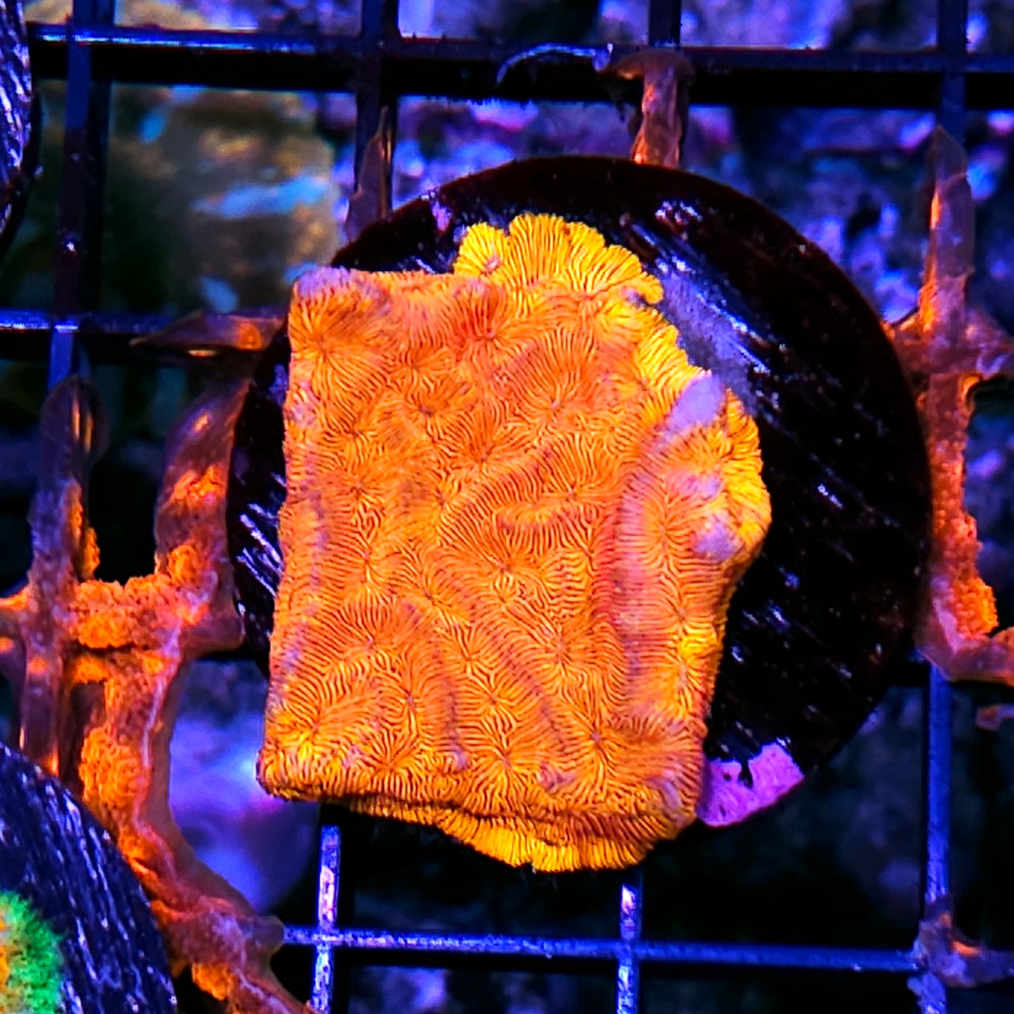 Pumpkin Head 🎃 Leptosersis