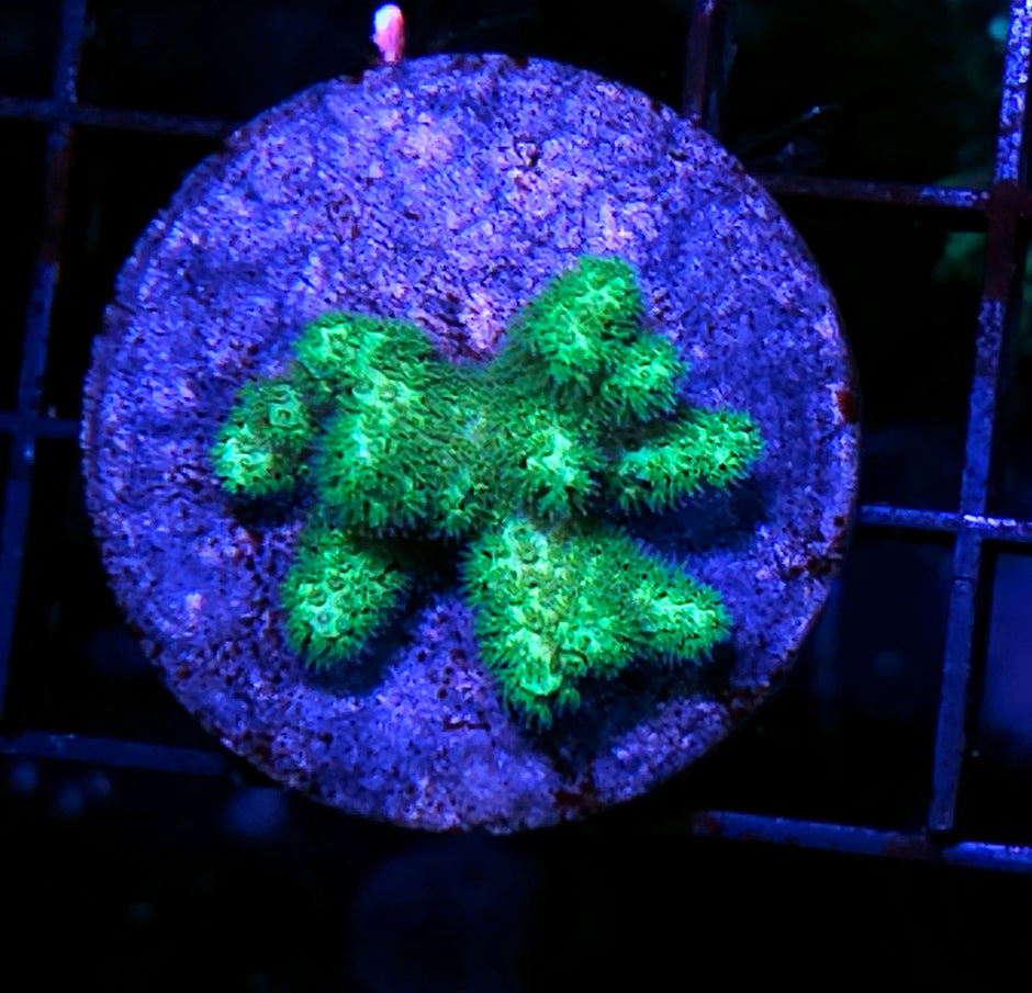 Toxic Green Branching Pocilopora,