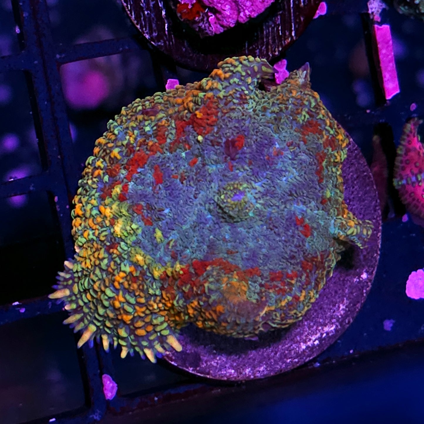 Kaleidoscope Rainbow Mushroom