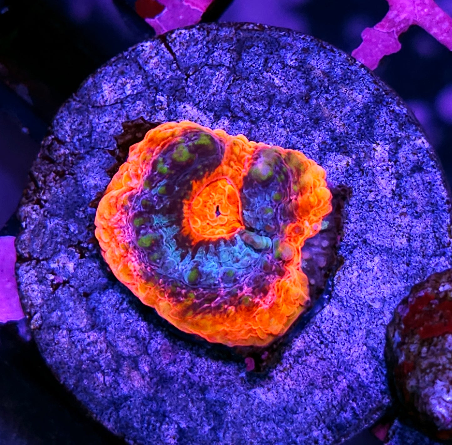 HF Andromeda Strain Red Rim Chalice