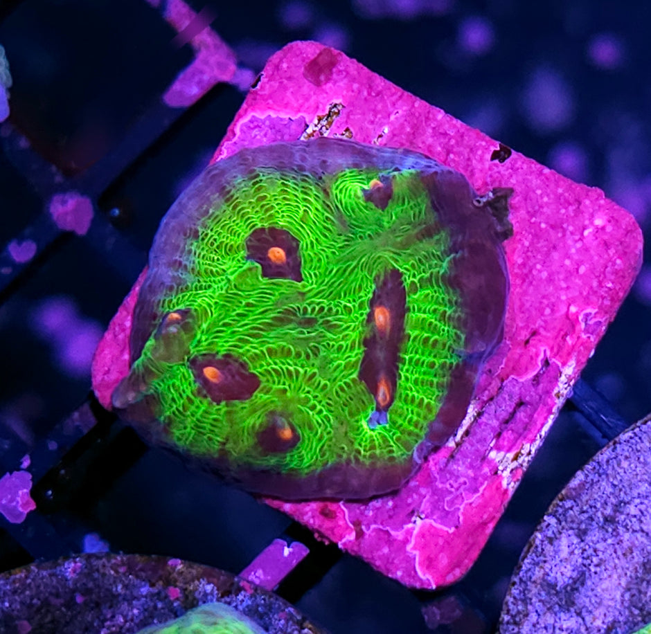 VA Walking Dead Mycedium