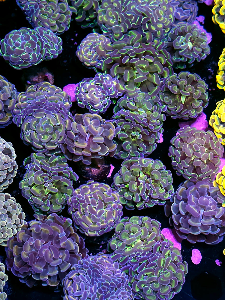 Our Pick Rainbow Hologram Branching Hammer NOT WYSIWYG